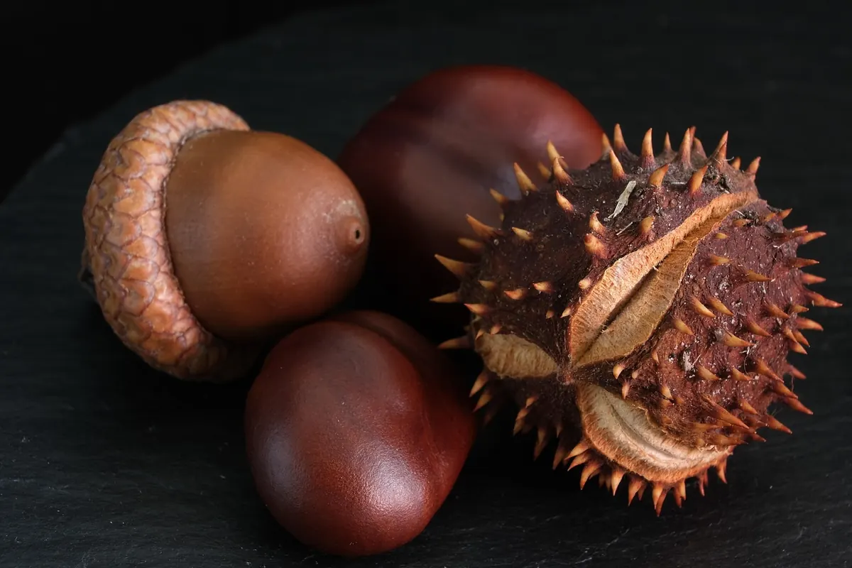Autumn Acorn Foraging: How to Collect, Test and Store Acorns for Growing Your Own Oaks