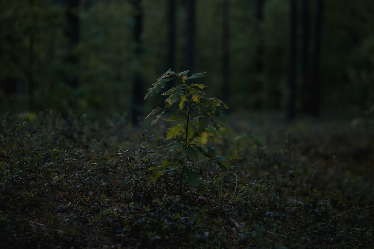 Planting an Oak Sapling in Your Garden: Siting, Staking and the First Five Years