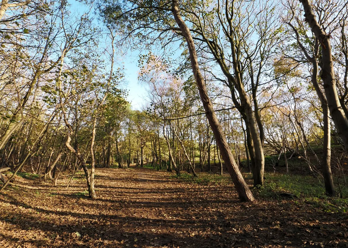 Reading a Wood's History: How to Date Boundaries, Banks and Veteran Trees on a Walk