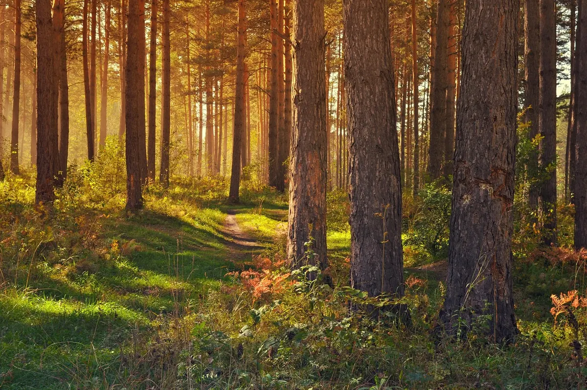 Seven Common Mistakes When Restoring a Neglected Wood — and How to Avoid Them